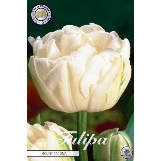 Tulpan Mount Tacoma 7-pack